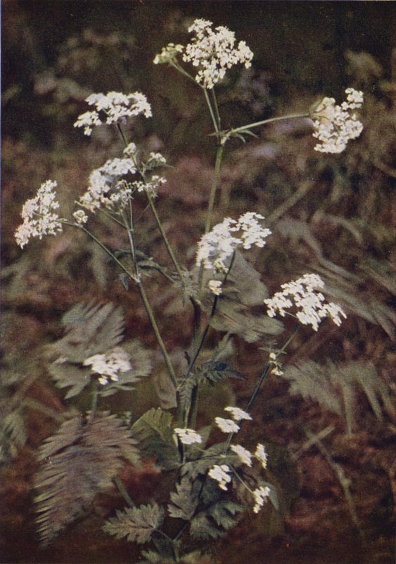 Dzikie kwiaty: Hedge Pietruszka (kolorowa fotografia) autorstwa Charles Essenhigh Corke