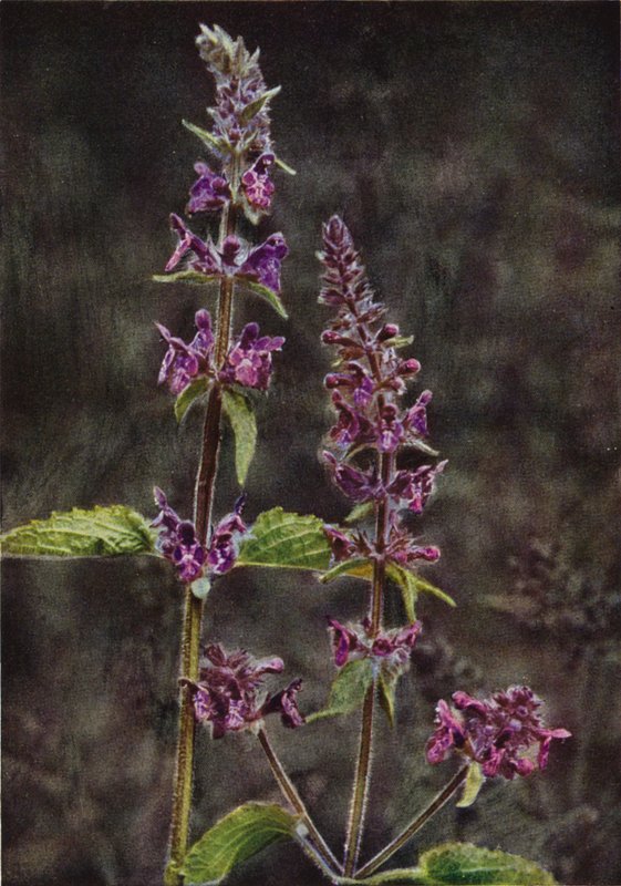 Dzikie kwiaty: Hedge Stachys (zdjęcie kolorowe) autorstwa Charles Essenhigh Corke