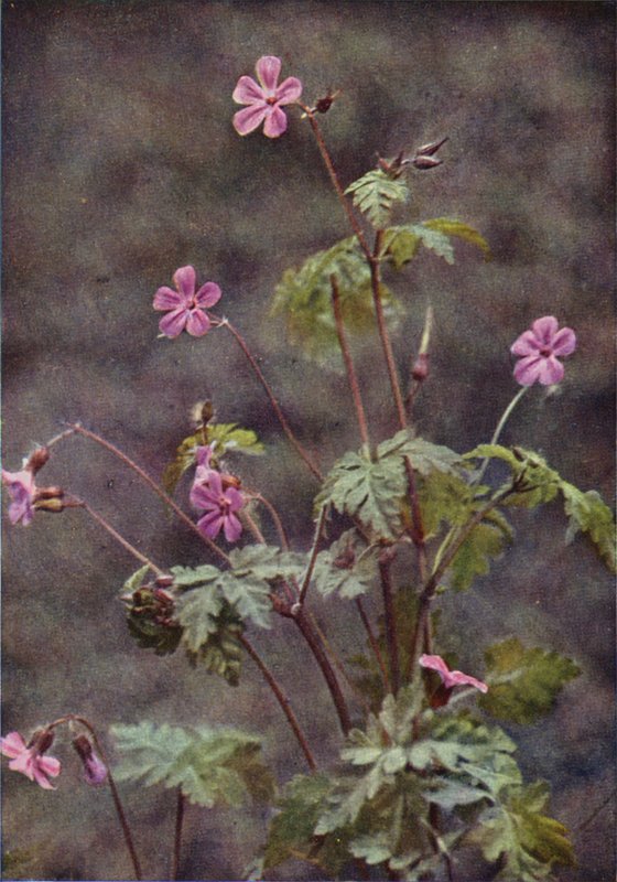 Dzikie kwiaty: Herb Robert (zdjęcie kolorowe) autorstwa Charles Essenhigh Corke
