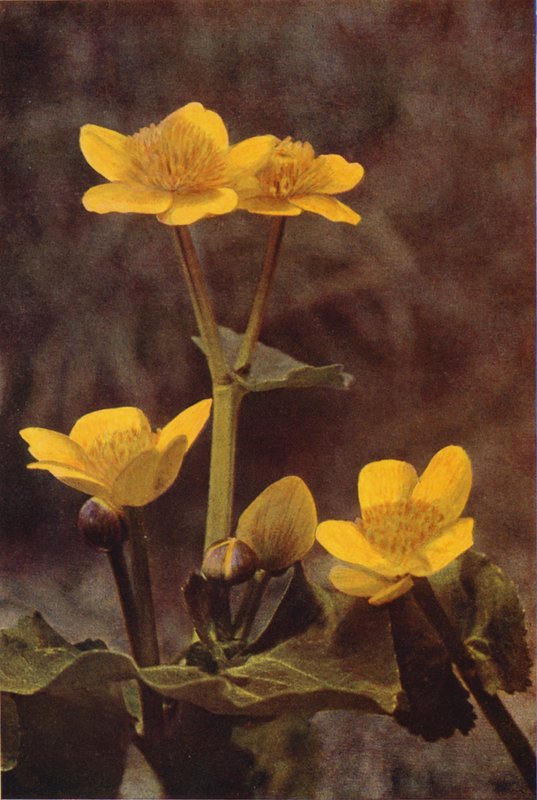 Dzikie kwiaty: Marsh Marigold (zdjęcie kolorowe) autorstwa Charles Essenhigh Corke