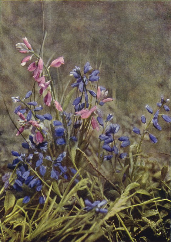 Dzikie kwiaty: Milkwort (zdjęcie kolorowe) autorstwa Charles Essenhigh Corke