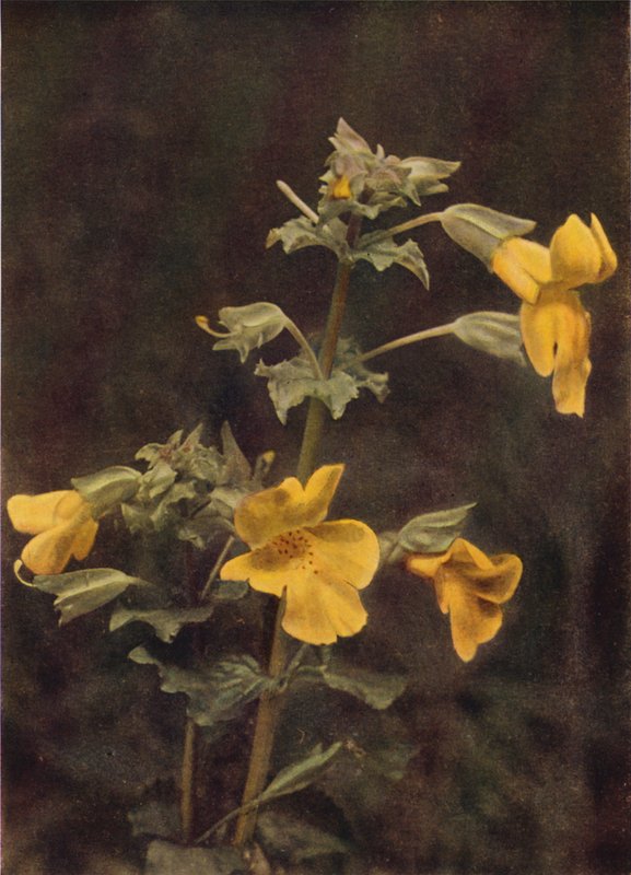 Dzikie kwiaty: Monkey Flower (kolorowe zdjęcie) autorstwa Charles Essenhigh Corke