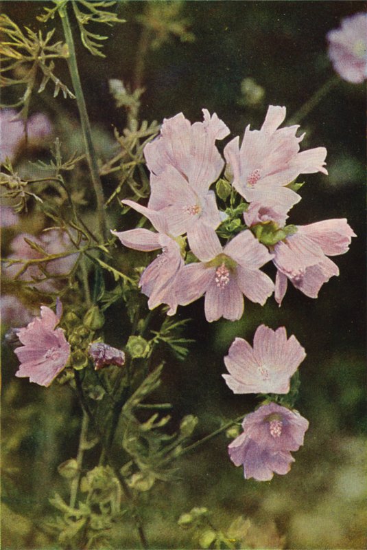 Dzikie kwiaty: Piżmo Mallow (zdjęcie kolorowe) autorstwa Charles Essenhigh Corke
