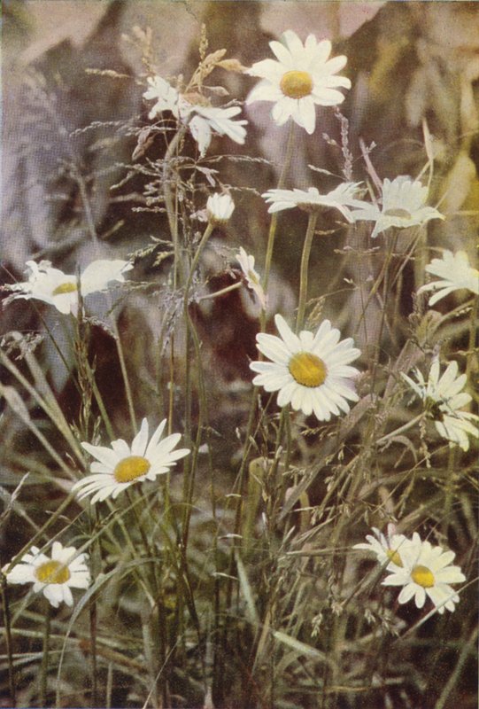 Dzikie kwiaty: Ox-Eye Daisy (zdjęcie kolorowe) autorstwa Charles Essenhigh Corke