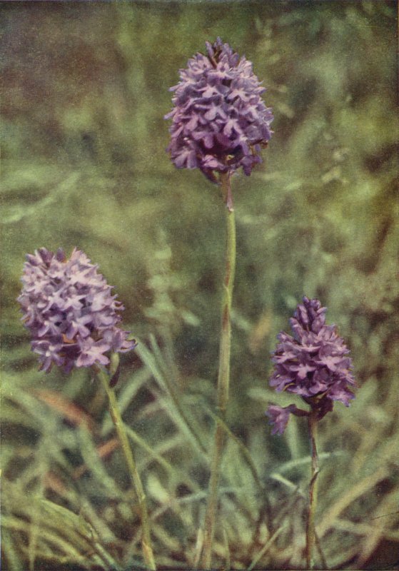 Dzikie kwiaty: Pyramid Orchis (zdjęcie kolorowe) autorstwa Charles Essenhigh Corke