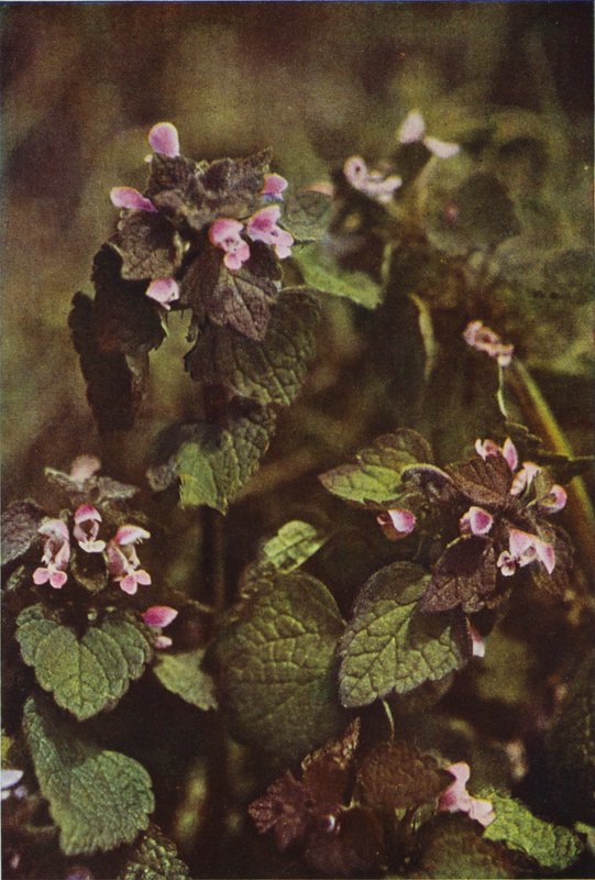 Dzikie kwiaty: Red Dead Nettle (zdjęcie kolorowe) autorstwa Charles Essenhigh Corke