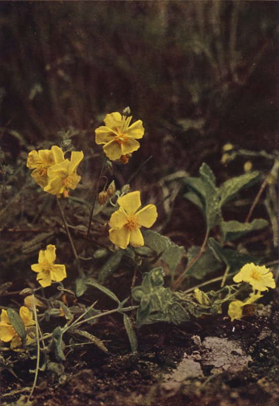Dzikie kwiaty: Rock Rose (kolorowe zdjęcie) autorstwa Charles Essenhigh Corke