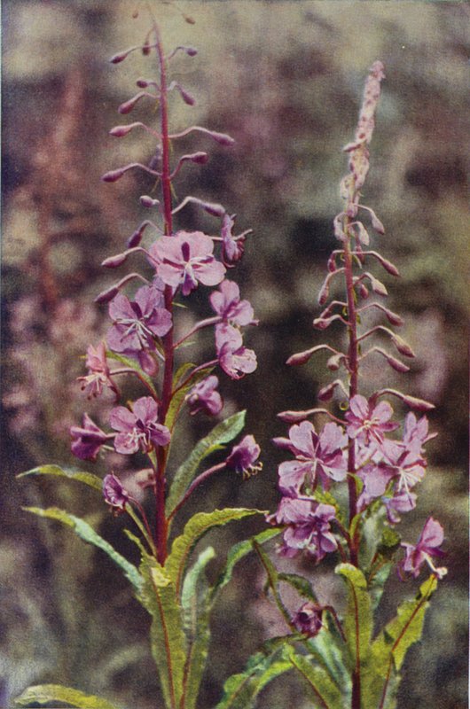 Dzikie kwiaty: Rose-Bay Willow Herb (zdjęcie kolorowe) autorstwa Charles Essenhigh Corke