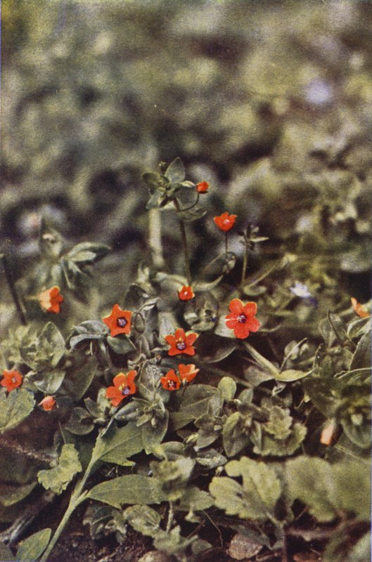 Dzikie kwiaty: Scarlet Pimpernel (kolorowa fotografia) autorstwa Charles Essenhigh Corke