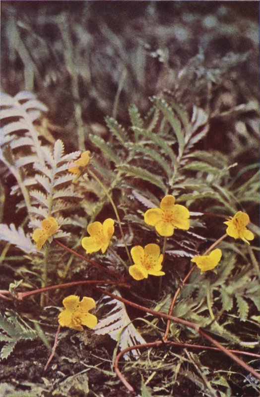 Dzikie kwiaty: Silverweed (kolorowe zdjęcie) autorstwa Charles Essenhigh Corke