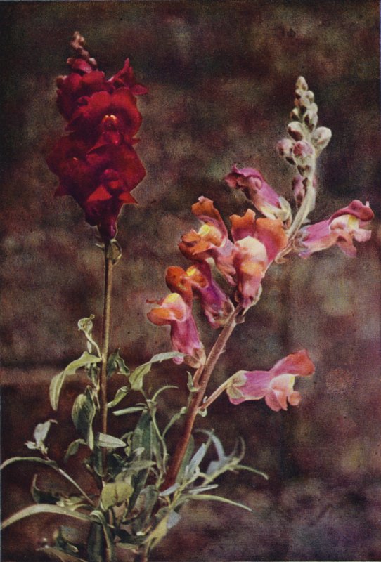 Dzikie kwiaty: Snapdragon (kolorowe zdjęcie) autorstwa Charles Essenhigh Corke