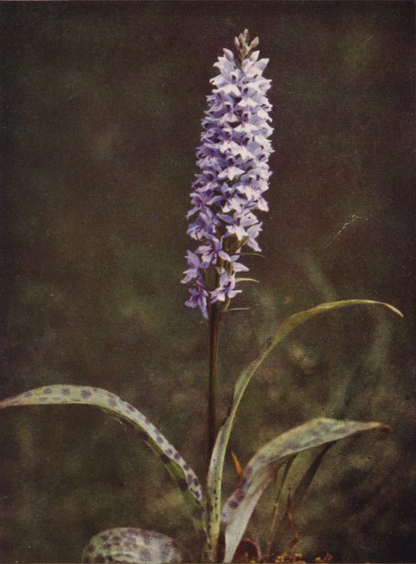 Dzikie kwiaty: Spotted Orchis (kolorowe zdjęcie) autorstwa Charles Essenhigh Corke