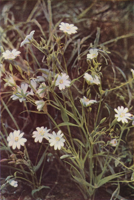 Dzikie kwiaty: Stitchwort (zdjęcie kolorowe) autorstwa Charles Essenhigh Corke