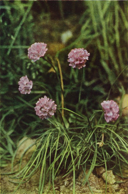 Dzikie kwiaty: Thrift (kolorowe zdjęcie) autorstwa Charles Essenhigh Corke