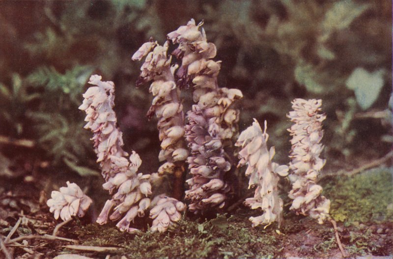 Dzikie kwiaty: Toothwort (kolorowe zdjęcie) autorstwa Charles Essenhigh Corke