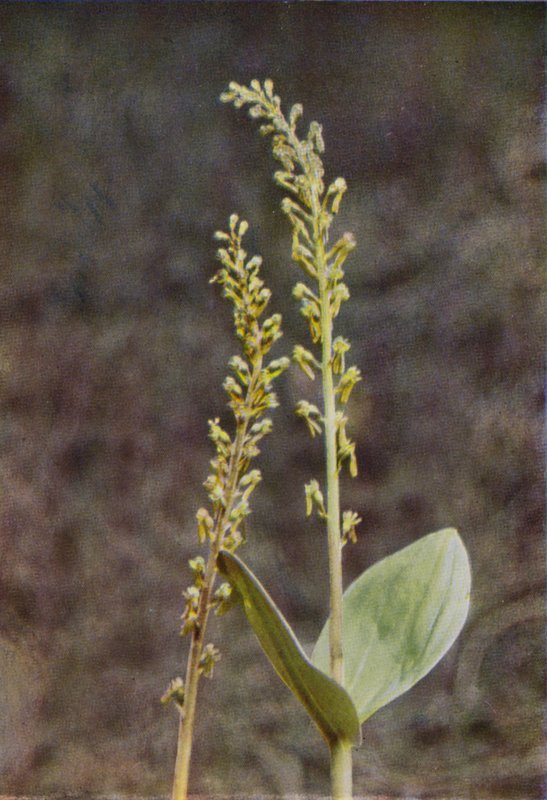 Dzikie kwiaty: Twayblade (kolorowe zdjęcie) autorstwa Charles Essenhigh Corke