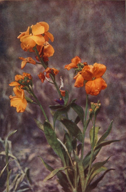 Dzikie kwiaty: Wallflower (kolorowe zdjęcie) autorstwa Charles Essenhigh Corke