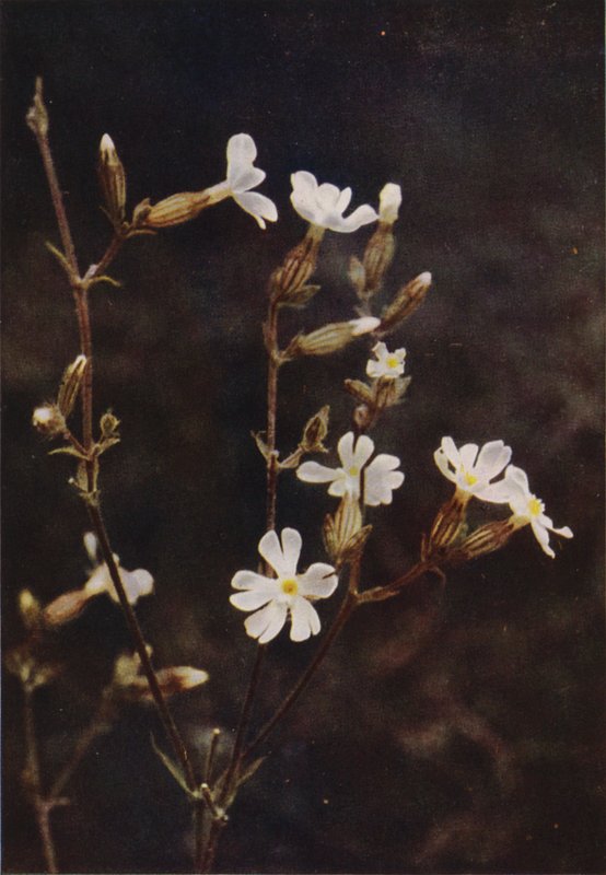 Dzikie kwiaty: White Campion (zdjęcie kolorowe) autorstwa Charles Essenhigh Corke