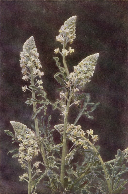 Dzikie kwiaty: Wild Mignonette (zdjęcie kolorowe) autorstwa Charles Essenhigh Corke