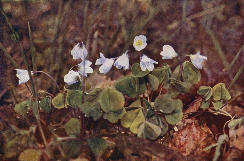 Dzikie kwiaty: Wood Sorrel (kolorowe zdjęcie) autorstwa Charles Essenhigh Corke