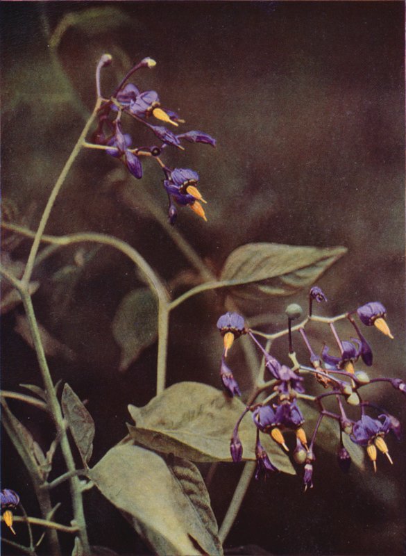 Dzikie kwiaty: Woody Nightshade (kolorowe zdjęcie) autorstwa Charles Essenhigh Corke