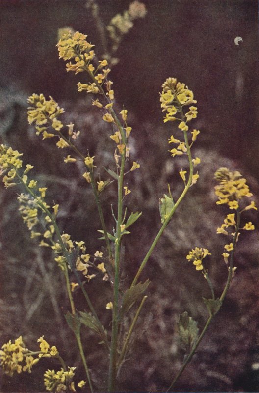Dzikie kwiaty: Yellow Rocket (kolorowe zdjęcie) autorstwa Charles Essenhigh Corke