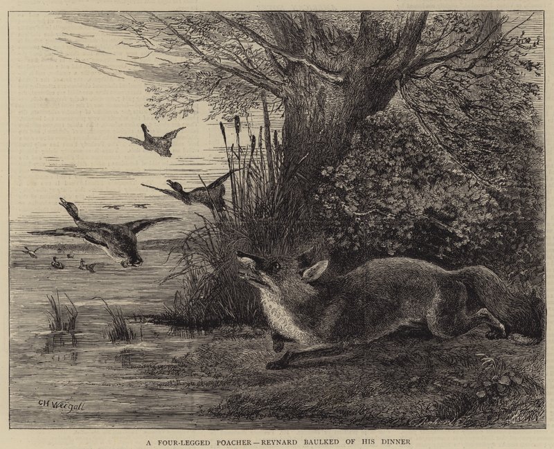 Czworonożny kłusownik, Reynard odrzucił swój obiad autorstwa Charles Harvey Weigall