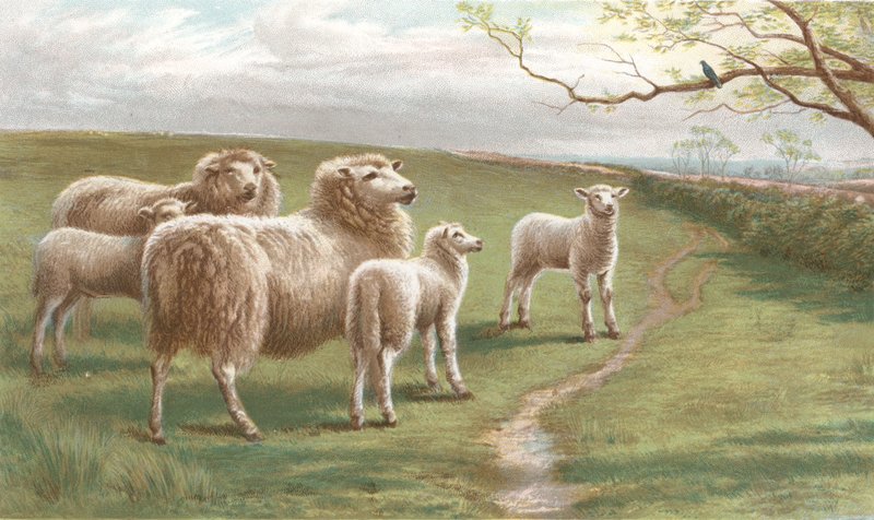 Pieśń wiosny (chromolitho) autorstwa Charles Jones