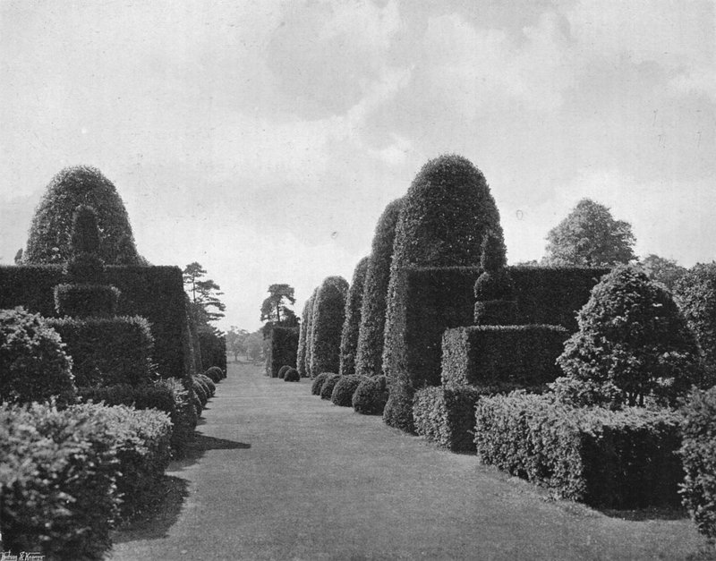 Ilex i cis autorstwa Charles Latham