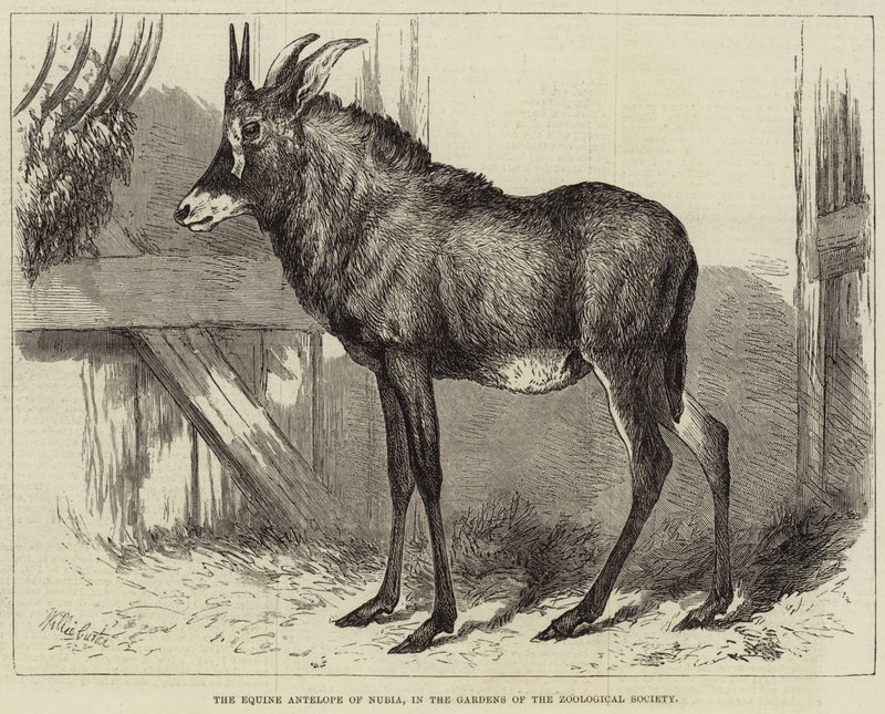 Antylopy konne z Nubii, w ogrodach Towarzystwa Zoologicznego autorstwa Charles William Carter