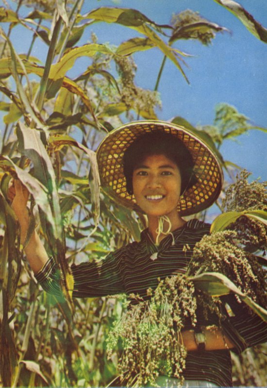 Tajwan: Sorgo, z którego wytwarzane jest wino Kaoliang autorstwa Chinese Photographer