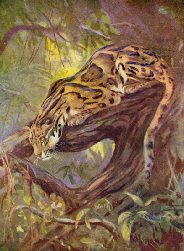 W zoo: Clouded Leopard (kolor lito) autorstwa Cuthbert Edmund Swan