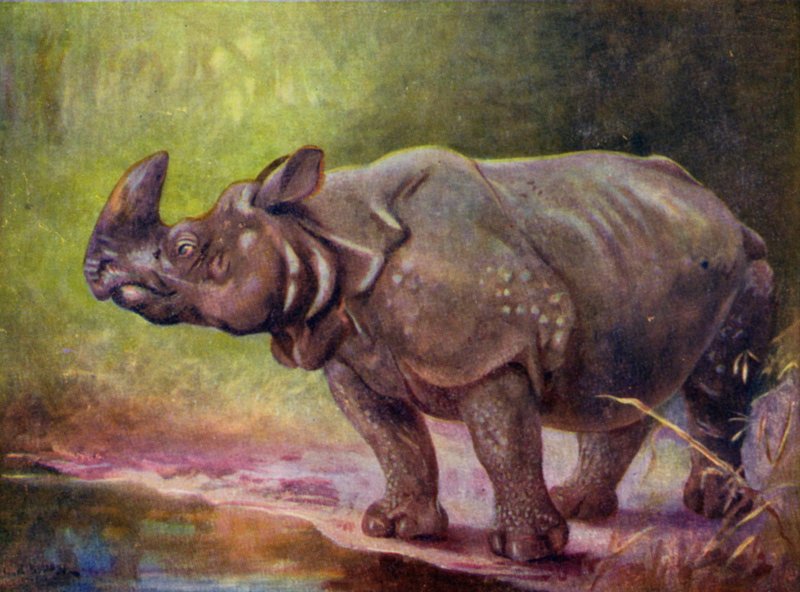 W zoo: Rhinoceros (kolor lito) autorstwa Cuthbert Edmund Swan