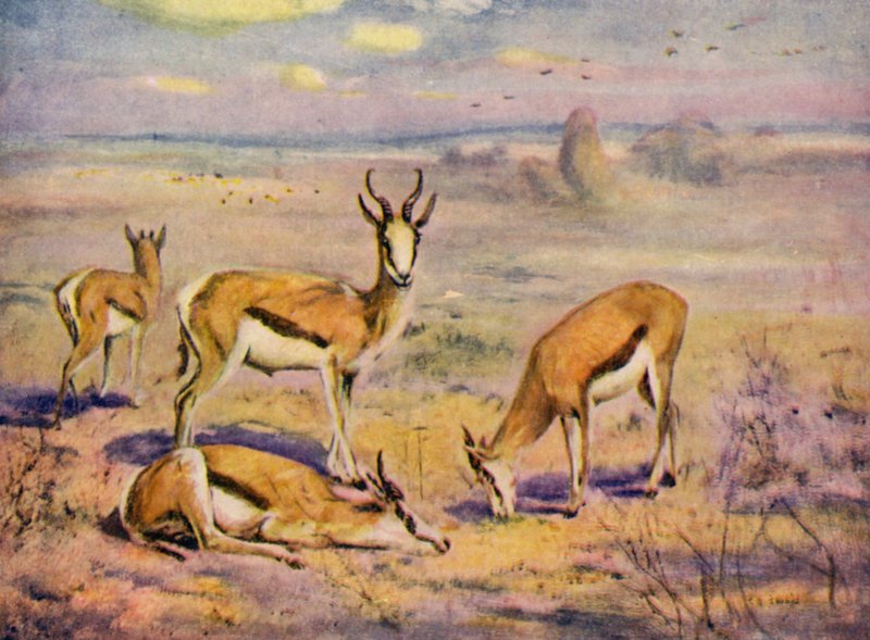 W zoo: Springboks (kolor lito) autorstwa Cuthbert Edmund Swan