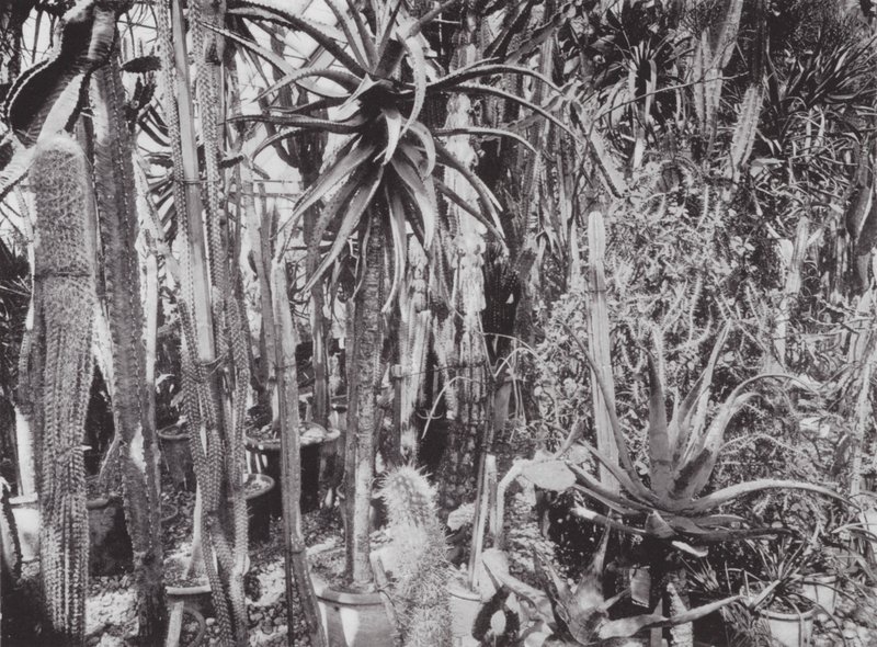 Kew Gardens, ok. 1900 r. (zdjęcie czarno-białe) autorstwa E. J. Wallis