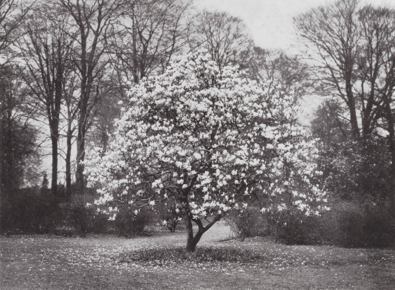 Kew Gardens, ok. 1900 r. (zdjęcie czarno-białe) autorstwa E. J. Wallis