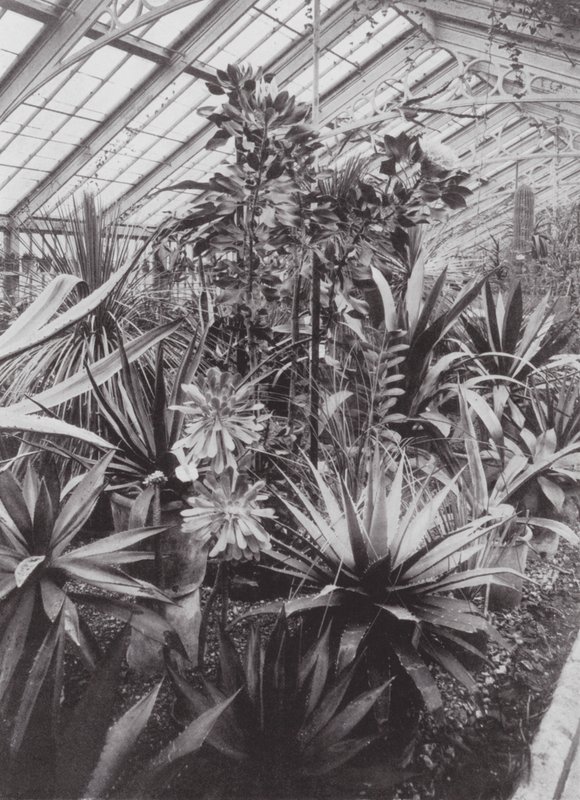 Kew Gardens, ok. 1900 r. (zdjęcie czarno-białe) autorstwa E. J. Wallis