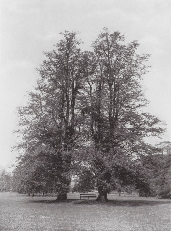 Kew Gardens, ok. 1900 r. (zdjęcie czarno-białe) autorstwa E. J. Wallis