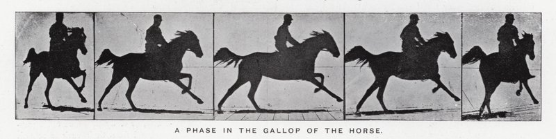 Eadweard Muybridge: Faza galopu konia (zdjęcie czarno-białe) autorstwa Eadweard Muybridge