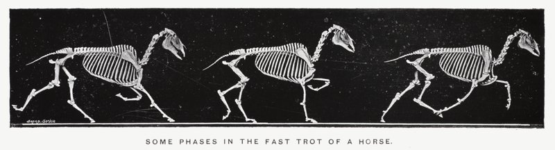 Eadweard Muybridge: Niektóre fazy szybkiego kłusa konia (zdjęcie czarno-białe) autorstwa Eadweard Muybridge