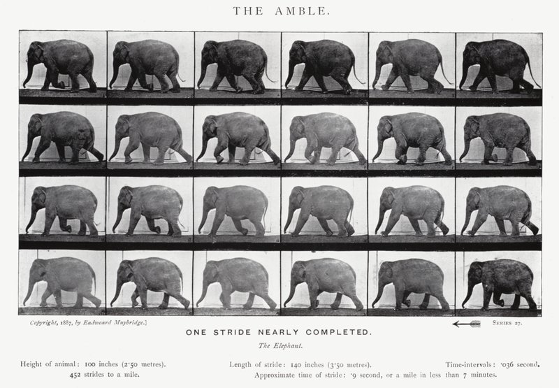Eadweard Muybridge: The Amble (zdjęcie czarno-białe) autorstwa Eadweard Muybridge
