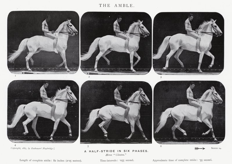 Eadweard Muybridge: The Amble autorstwa Eadweard Muybridge