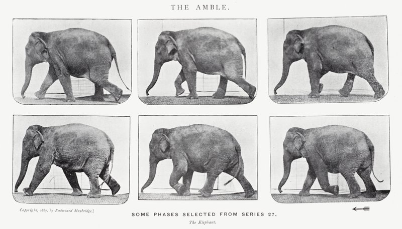 Eadweard Muybridge: The Amble autorstwa Eadweard Muybridge