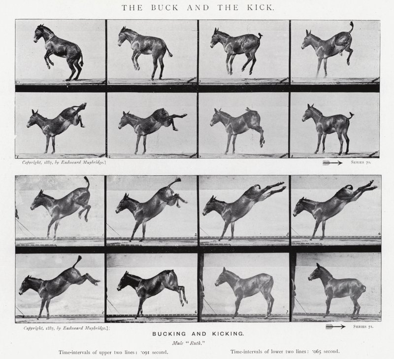 Eadweard Muybridge: The Buck and the Kick (zdjęcie czarno-białe) autorstwa Eadweard Muybridge