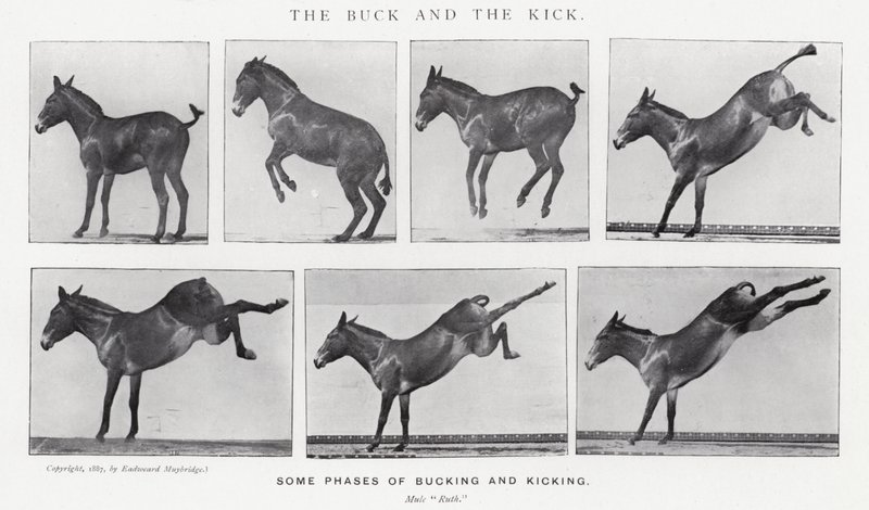 Eadweard Muybridge: The Buck and the Kick (zdjęcie czarno-białe) autorstwa Eadweard Muybridge