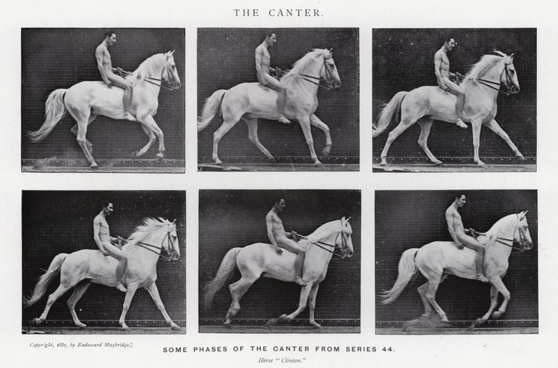 Eadweard Muybridge: Canter (zdjęcie czarno-białe) autorstwa Eadweard Muybridge