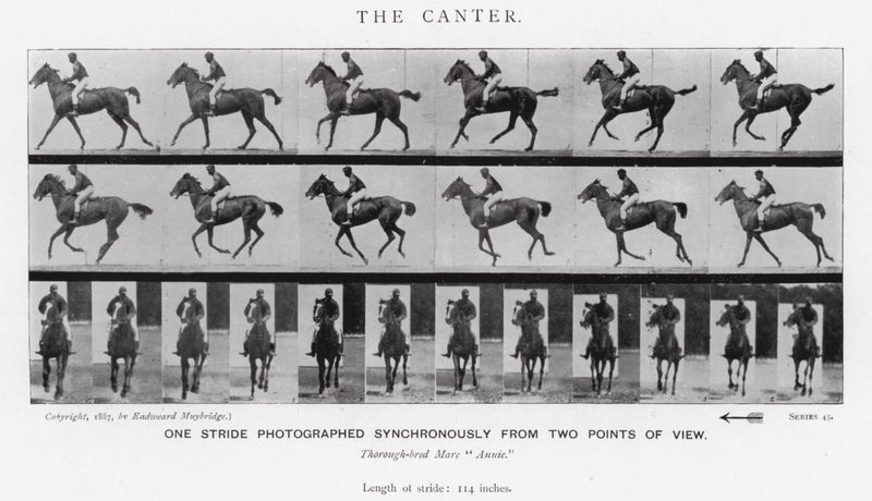 Eadweard Muybridge: Canter (zdjęcie czarno-białe) autorstwa Eadweard Muybridge