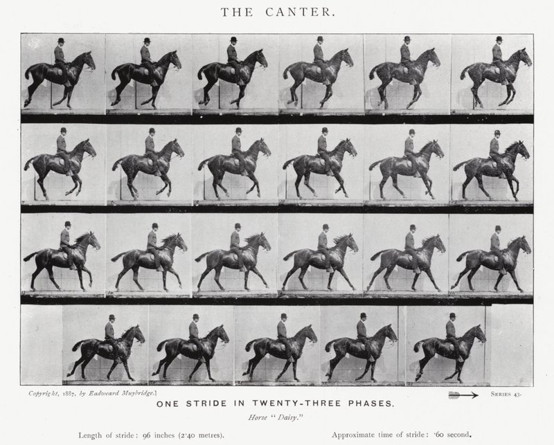 Eadweard Muybridge: Canter autorstwa Eadweard Muybridge
