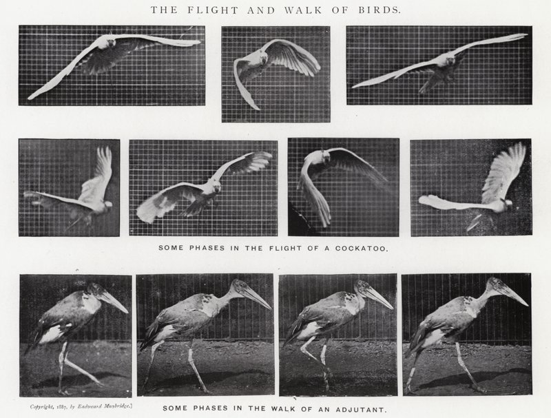 Eadweard Muybridge: Lot i spacer ptaków (zdjęcie czarno-białe) autorstwa Eadweard Muybridge