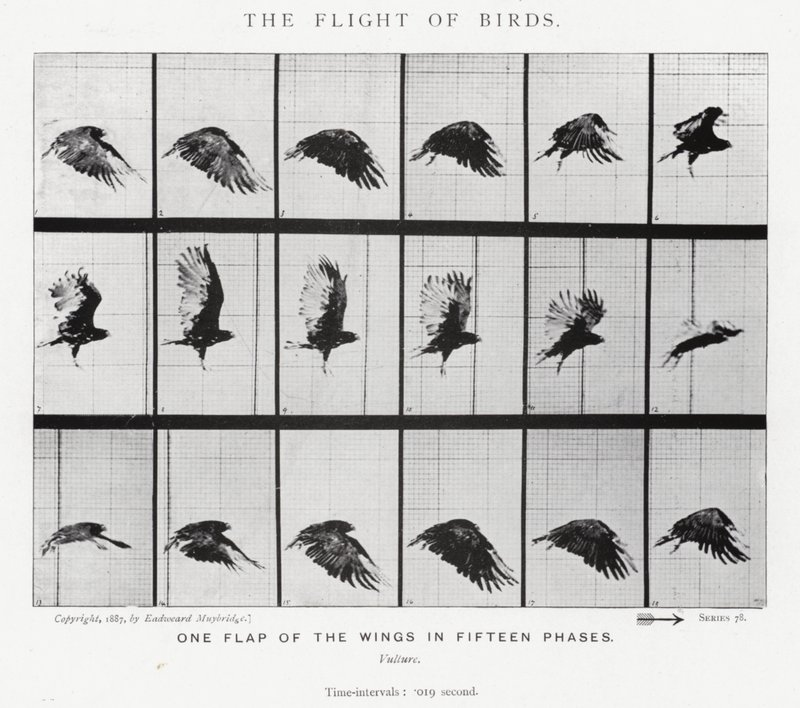 Eadweard Muybridge: Lot ptaków (zdjęcie czarno-białe) autorstwa Eadweard Muybridge